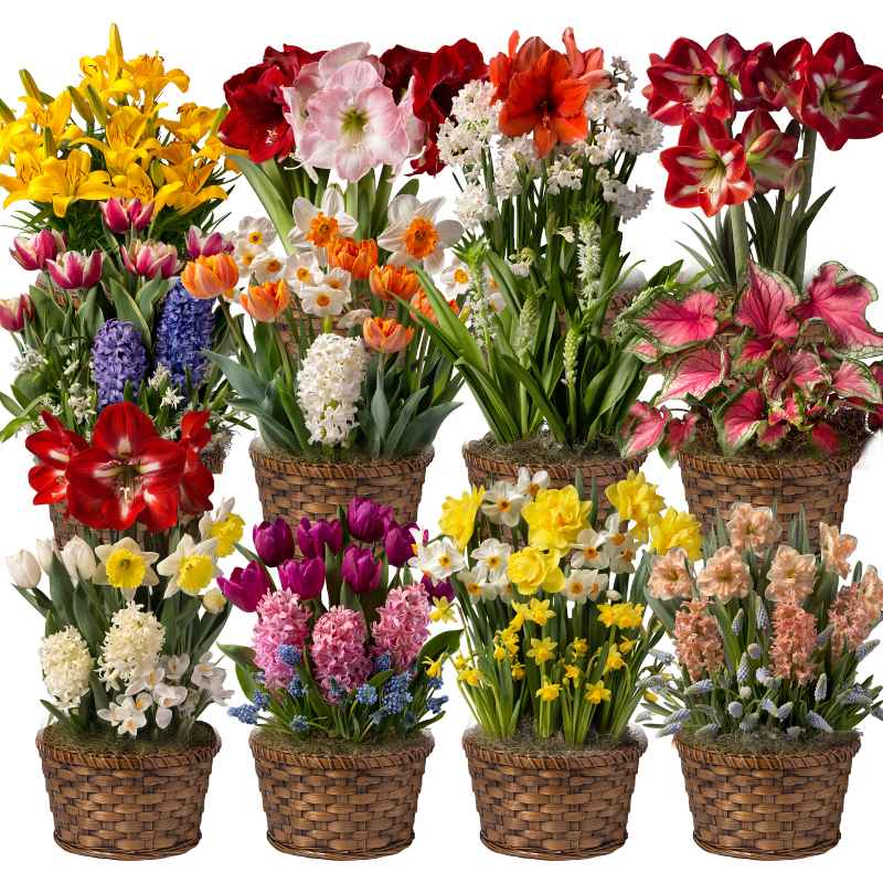 Twelve Months of Flowers Bulb Garden Gift
