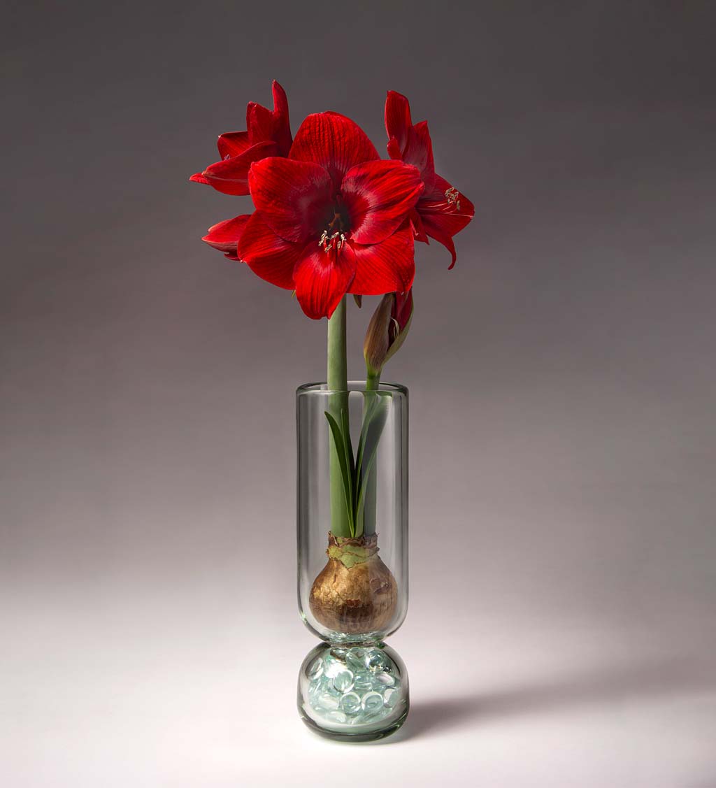 Red Dynamite Amaryllis with Clear Glass Vase and Clear Glass Gems