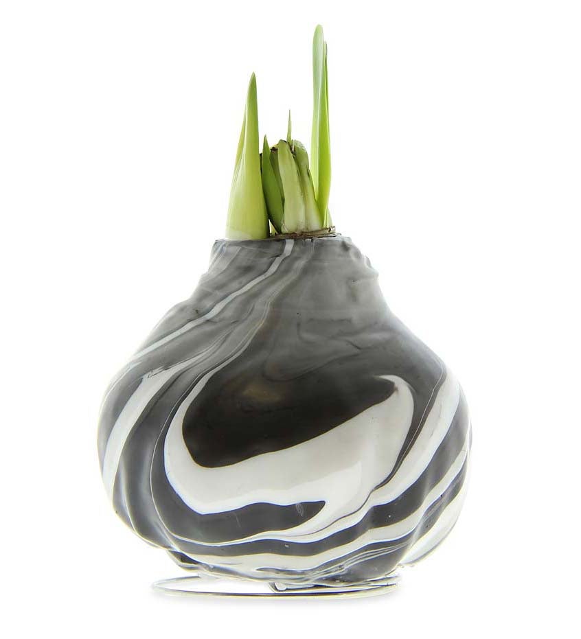 Jumbo Size- No-Water Wax Dipped Amaryllis Bulb swatch image