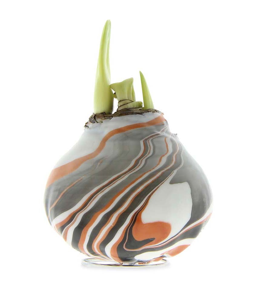 Jumbo Size- No-Water Wax Dipped Amaryllis Bulb swatch image
