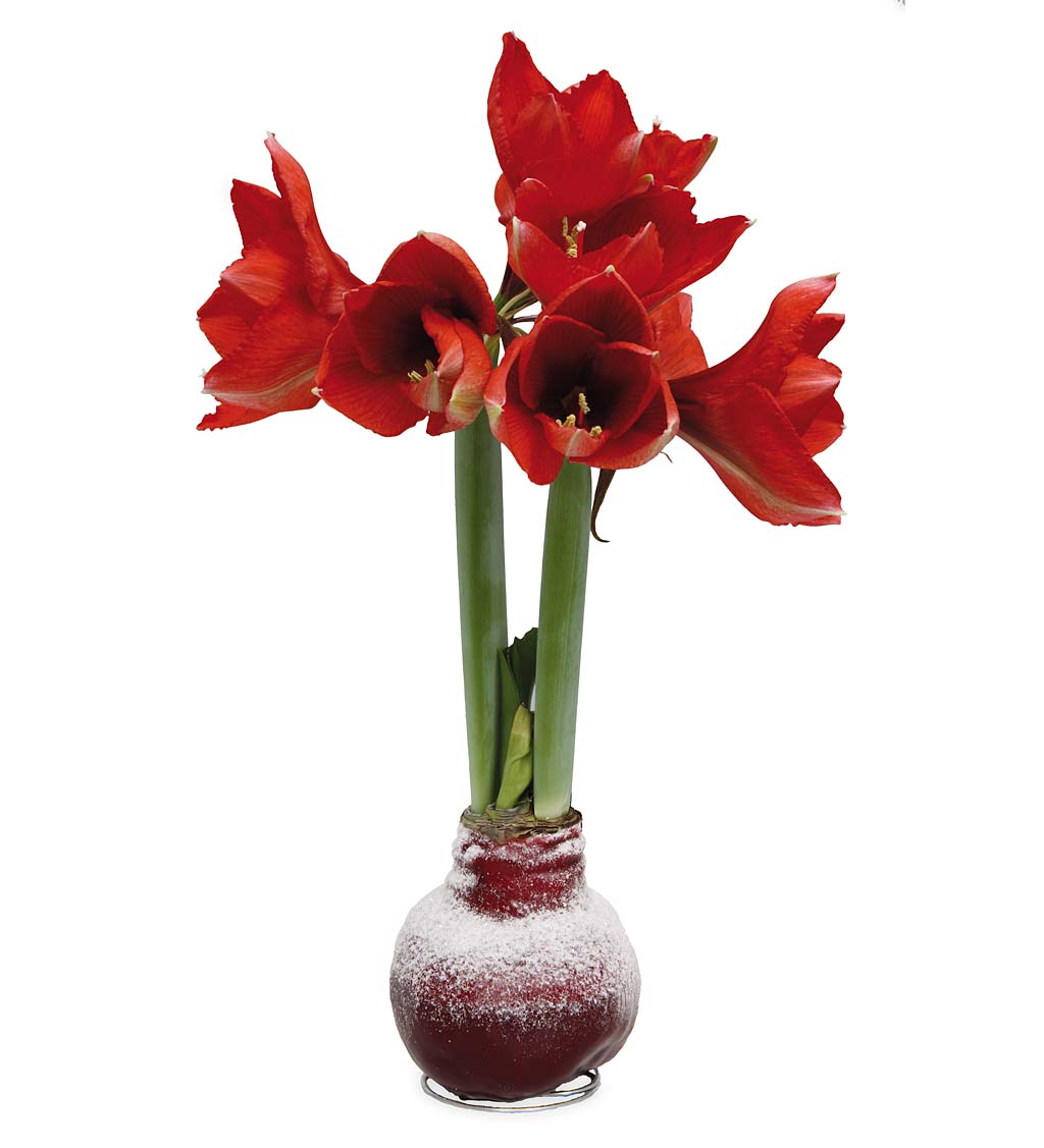 Blooming Amaryllis in Solid Color Wax with Faux Snow