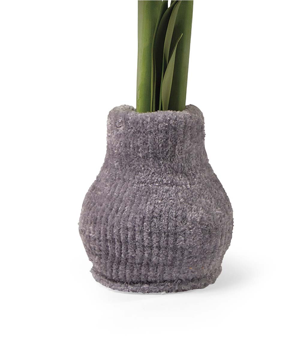 Easy Care Amaryllis Flower Bulb Gift in Cozy Sweater swatch image