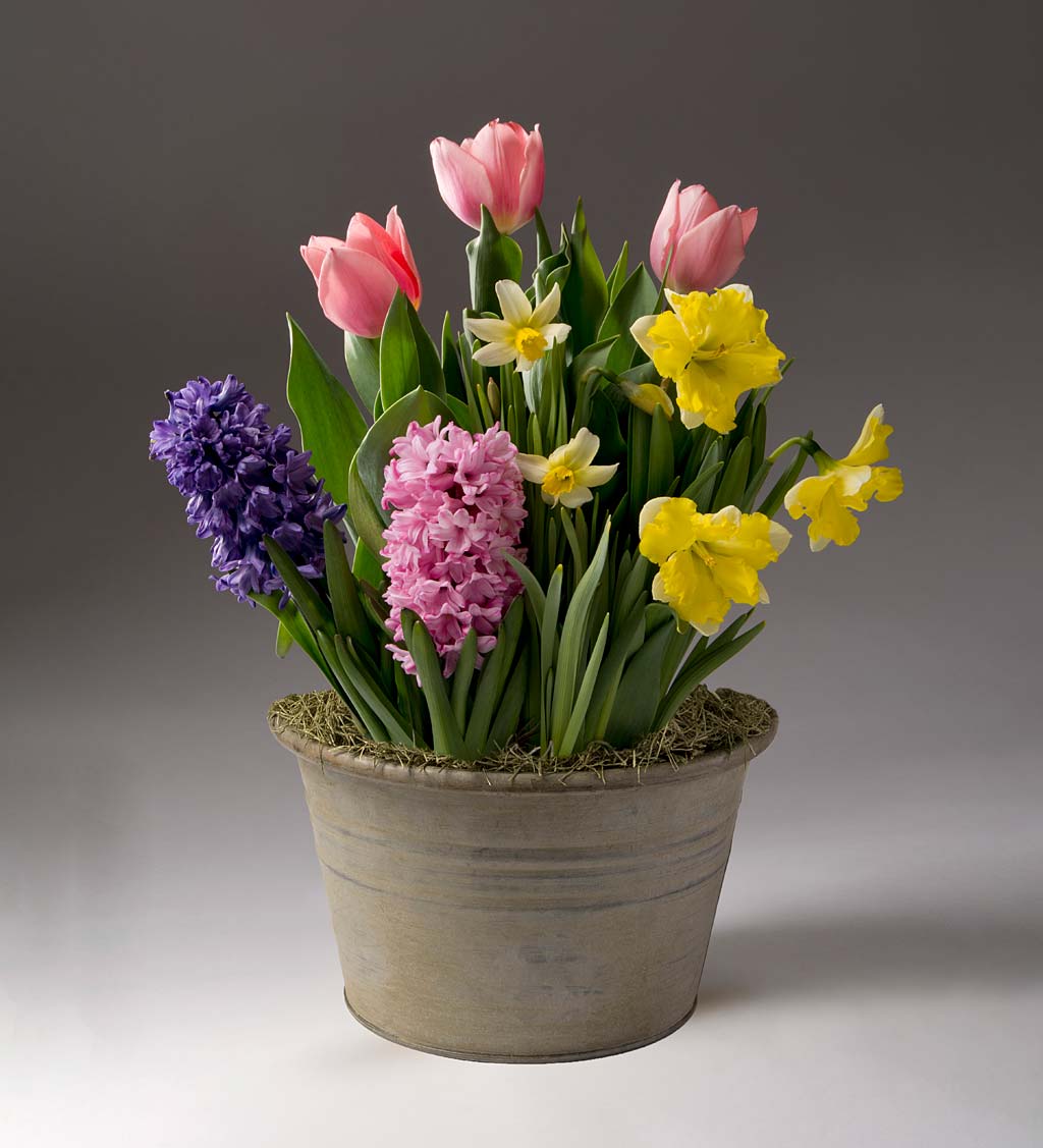 Hyacinth, Daffodil and Tulips Bulb Garden