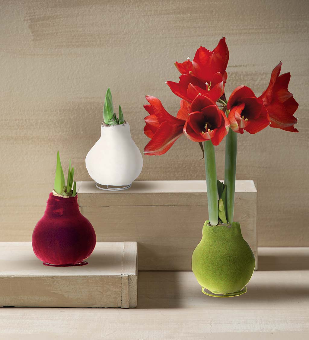 How To Grow A Waxed Amaryllis Bulb Velvet Covered Amaryllis Wax Bulb - Bordeaux | Wind and Weather