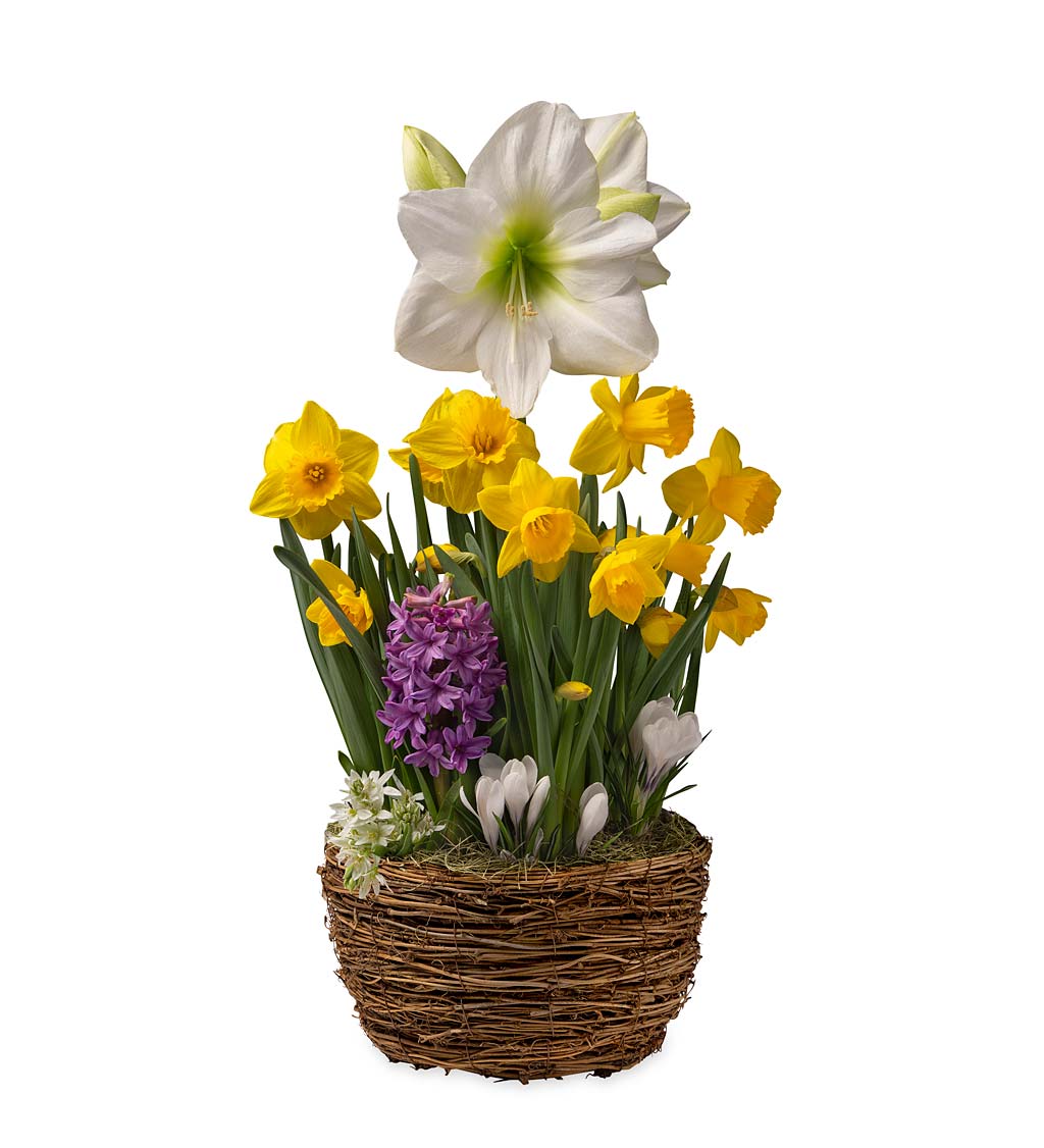 Six Consecutive Months of Flower Bulb Gift Gardens | Wind and Weather