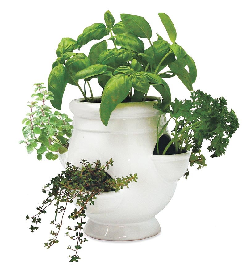 Grow Your Own Herbs Kit with White Ceramic Pot