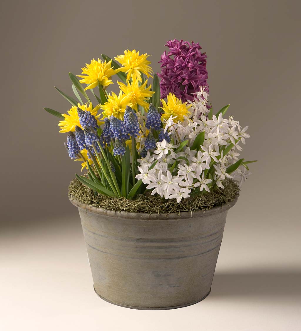 Narcissus, Hyacinth, Muscari and Ornithogalum Bulb Garden