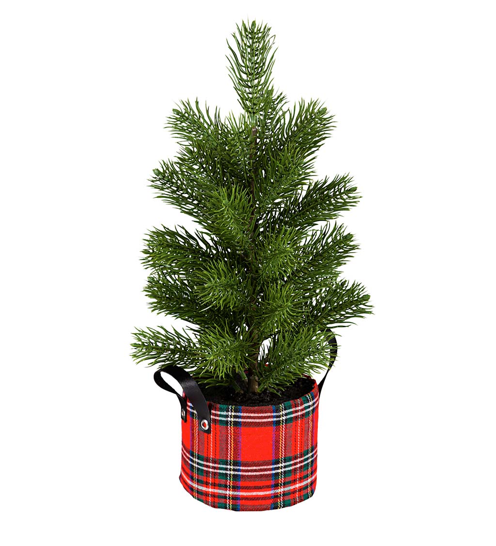 Holiday Pine Trees in Plaid Pots, Set of 2
