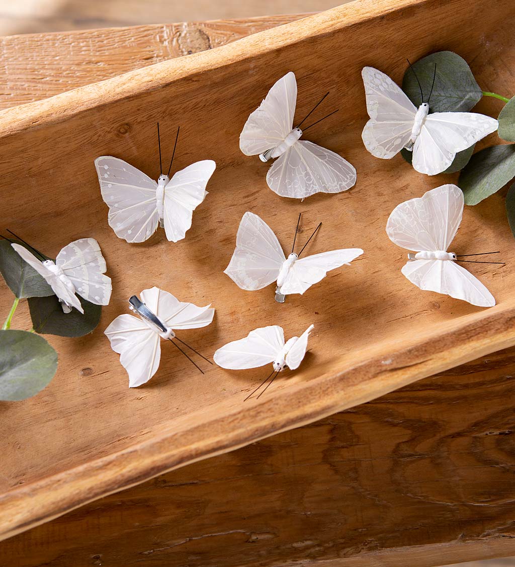 Feather Butterflies in Specimen Box, Set of 8