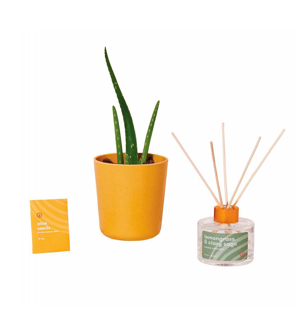 Grow Your Own Aloe Kit