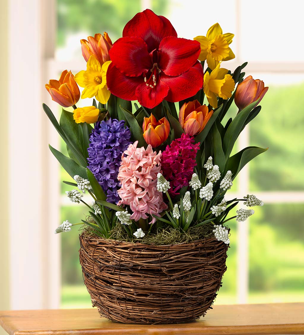 Spring Mix Bulb Garden with Amaryllis, Tulips, Narcissus and Hyacinths