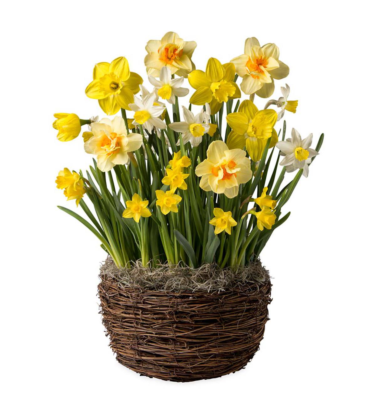 Narcissus Variety Bulb Garden - Ships January-June 2017 | Wind and Weather