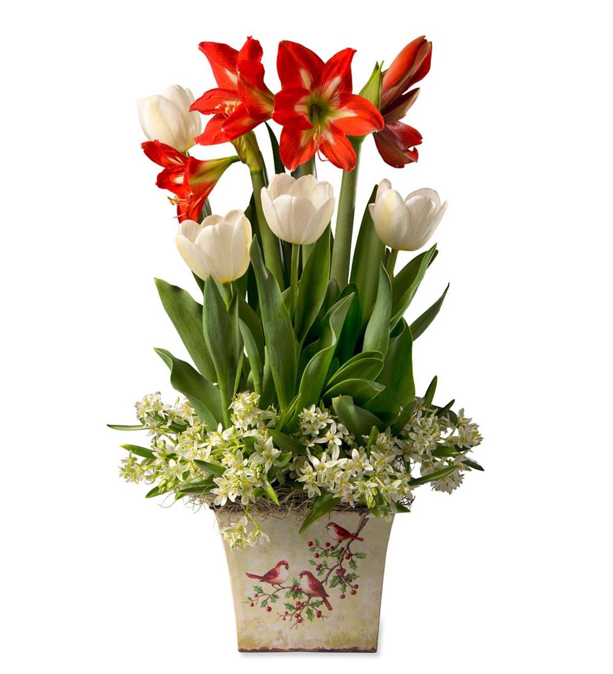Mini Amaryllis and Tulips Bulbs with Snowbird Tin