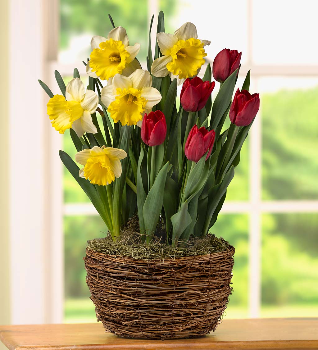 Tulips and Daffodils Bulb Garden with Grapevine Basket