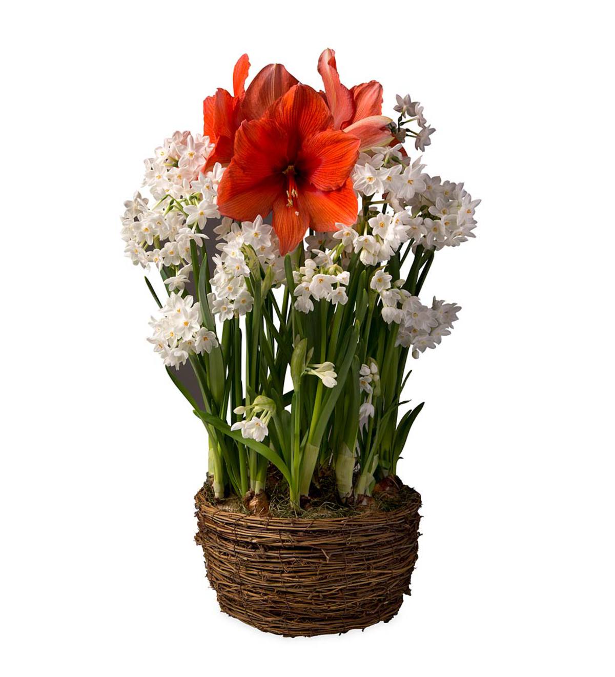Amaryllis and Narcissus Bulb Garden