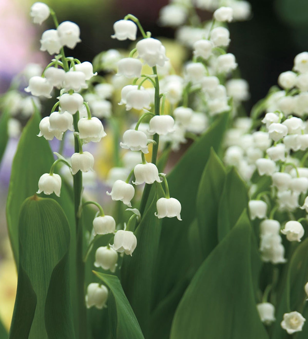 Convallaria Lily of the Valley, 12 bulbs 