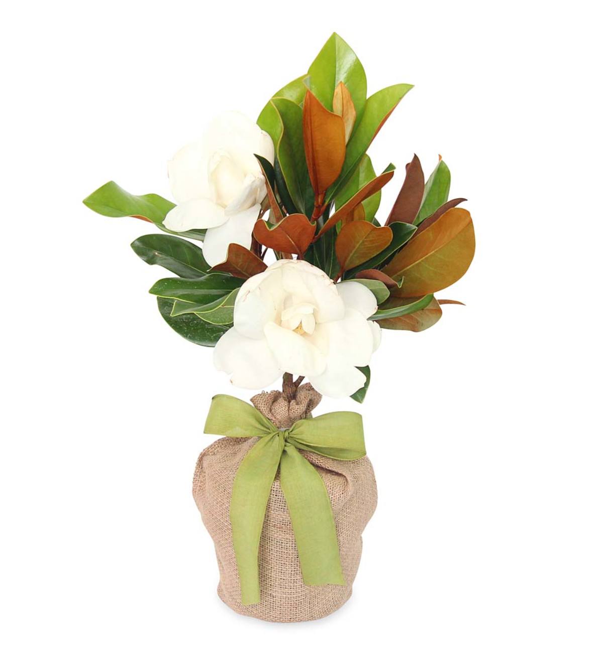 Southern Magnolia Tree in Jute Bag with Green Ribbon