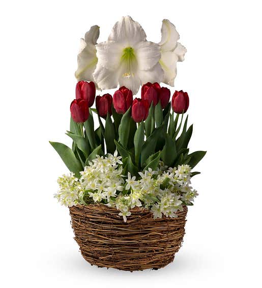 Image of White Amaryllis and Red Tulip Bulb Garden with Grapevine Basket. Shop Gifts for Her